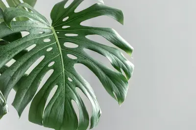 La Monstera Deliciosa: El Fruto Oculto de la Planta Decorativa Más Popular