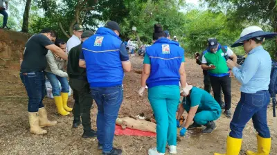 Manatí neonato hallado muerto en Barrancabermeja tras derrame de gasolina en ciénaga San Silvestre