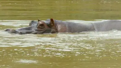 Multimillonario indio ofrece salvar 80 hipopótamos de Colombia
