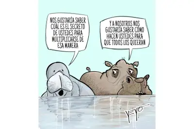 Otro manatí muerto en Barrancabermeja: indignación y alerta ambiental