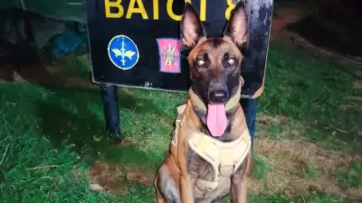 Pastor belga del Ejército recorre 28 km en Catatumbo para reencontrarse con su guía