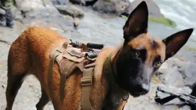 Perra del Ejército sobrevive 7 días y recorre 28 km para reencontrarse con su guía tras ataque