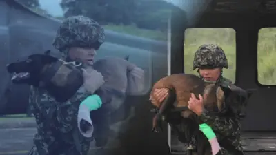 Perrita militar Candy es rescatada en helicóptero tras mordedura de serpiente en Tolima