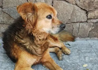 Perros de cuadra: la solidaridad vecinal que transforma vidas en Bogotá