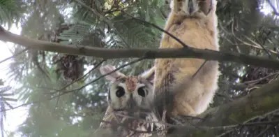 Primer registro en Bogotá: captan apareamiento de búho rayado en humedal con cámara trampa