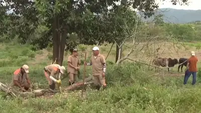 Reclusos de la cárcel de Girón producirán carne y leche para consumo interno del penal