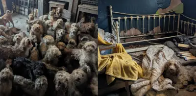 Rescatan a más de 250 perros hacinados en vivienda inglesa: dueño era adulto mayor vulnerable