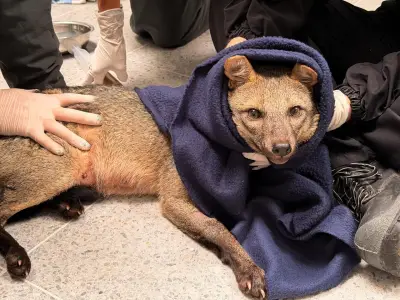 Rescatan a zorro perro atropellado en Girardota y buscan a sus crías