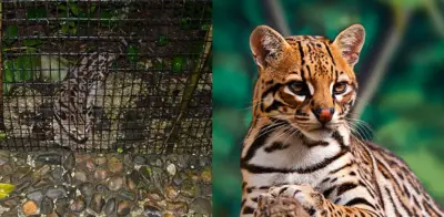 Rescatan dos ocelotes que eran vendidos en redes sociales en Jamundí