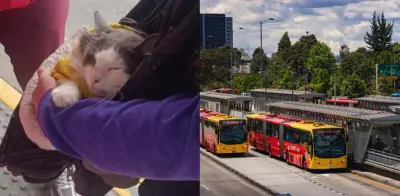 Rescatan gatito usado para mendicidad en TransMilenio: lo transportaban en maleta por horas
