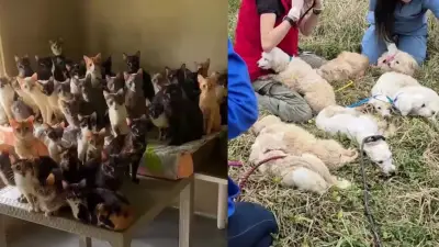 Rescate masivo en Duitama: 104 animales salvados de condiciones extremas en vivienda