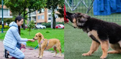 Responsabilidades legales de tener un perro en Colombia: normas y obligaciones del dueño