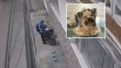 Roban perrita en Bogotá con engaño de funcionario del Acueducto: víctima clama por su mascota