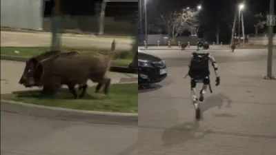 Robot humanoide persigue jabalíes en Varsovia y causa revuelo en redes sociales