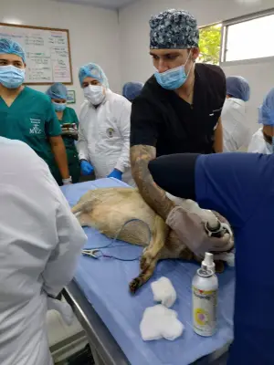 Santander crea biobanco de fauna silvestre para conservación y clonación de especies