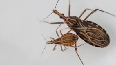 Santander en alerta por persistencia de enfermedad de Chagas transmitida por insecto 'pito'
