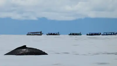 Terremoto en Indonesia: Autoridades colombianas descartan riesgo de tsunami en el Pacífico