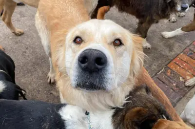 Tiflis, un modelo de convivencia con perros callejeros basado en cuidado y confianza