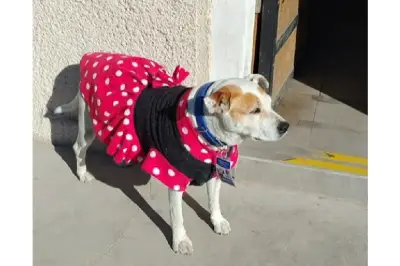 Tita, la perra rescatada que ahora es funcionaria de tránsito en Chile