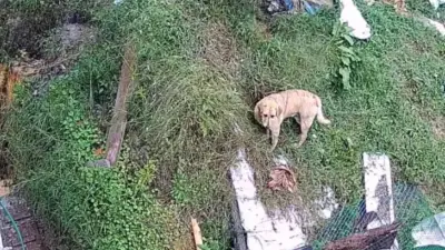 Venganza por huevos: perro asesinado y dos desaparecidos en El Carmen de Viboral