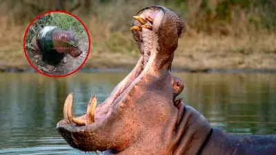 Video viral de hipopótamo con camiseta de Atlético Nacional genera interrogantes ambientales