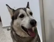 Abandonan a perro husky en clínica veterinaria de Sabaneta, Antioquia