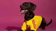 Adidas lanza camisetas del Mundial 2026 para perros: precio y tiendas oficiales