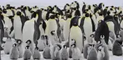 Alerta global: pingüinos emperador y especies antárticas en peligro crítico por deshielo