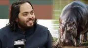 Anant Ambani propone salvar a 80 hipopótamos de Colombia de la eutanasia