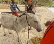 Apolo, el burro rescatado del maltrato en Islas del Rosario, inicia nueva vida en Cartagena