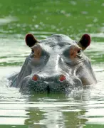 Barrancabermeja en alerta por hipopótamos: Ministerio de Ambiente activa plan de captura