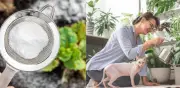Bicarbonato en jardinería: usos, beneficios y precauciones para plantas saludables