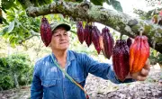 Cacao Santandereano Conquista 26 Países y Busca Nuevos Mercados Internacionales