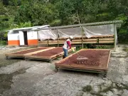 Cacao santandereano crece 124% en exportaciones y lidera economía regional