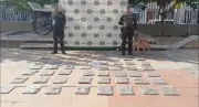 Canino 'Killer' detecta 26.000 dosis de marihuana en encomiendas en Cartagena