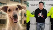 Capturan en Bucaramanga al presunto responsable de la muerte de Kira, la perrita maltratada