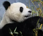 China enviará dos pandas a EE.UU. antes de cumbre Trump-Xi