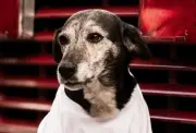 Chispa, la perrita bombero que durante 15 años fue símbolo de lealtad en emergencias