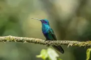 Colibrí chillón: el ave que poliniza los jardines urbanos de Bogotá