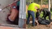 Crueldad animal en Bucaramanga: hombre mata a golpes a su perra y alcalde exige cárcel bajo Ley Ángel