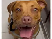 De perra aterrorizada en refugio a animal de servicio: la transformación de Chloe