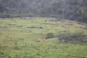 Deforestación en Colombia aumentó 6% en 2025 por expansión ganadera según Ideam