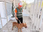 Denuncia por maltrato animal en Cartagena activa protocolo de protección y retiro preventivo