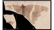 Descubren fósil de mariposa de 34 millones de años clave para la evolución