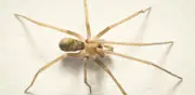 Descubren nueva especie de araña en Colombia bautizada en honor a Pink Floyd