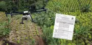 Drones para fumigación con glifosato siguen en tierra pese a meta de 1.000 hectáreas para abril