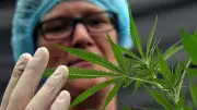 EE. UU. reclasifica marihuana medicinal para impulsar investigación terapéutica