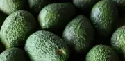 El aguacate Hass colombiano enfrenta ajuste por caída de precios mundial y sobreoferta