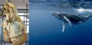 El corazón de la ballena azul: la máquina biológica que revela los límites de la naturaleza