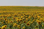 El misterio del girasol: por qué deja de seguir al sol al madurar